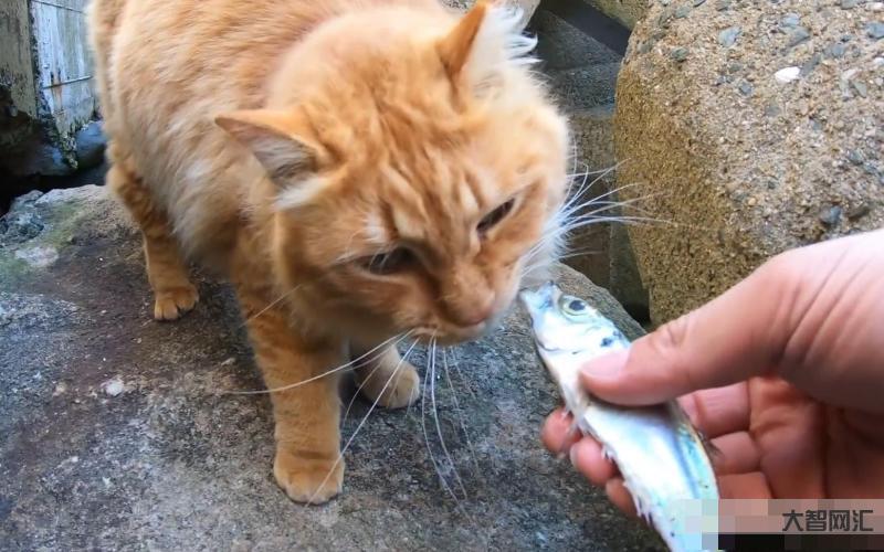 猫咪吃独食声音很大-养猫的7大“危害”,看完还敢养的都是真爱-大智网汇