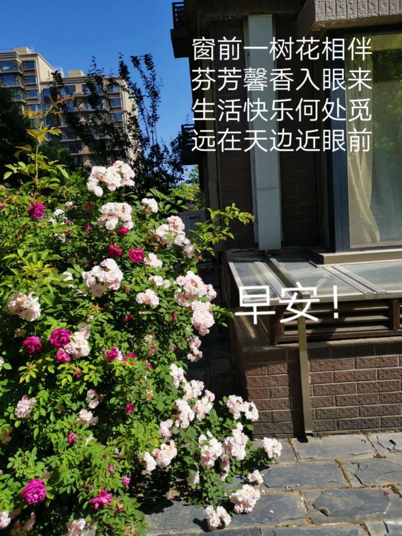 每天起来怎么样问早安-5月28日每天一清早,相互来问好!短短两三语,浓-大智网汇