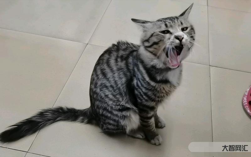 猫咪吃独食声音很大-养猫的7大“危害”,看完还敢养的都是真爱 猫咪吃独食声音很大-养猫的7大“危害”,看完还敢养的都是真爱