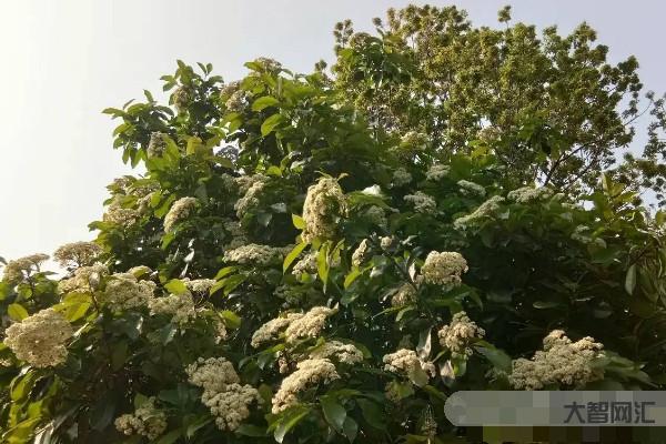 石楠花又腥又臭为何还大面积种-为什么石楠花这么臭,却满大街的都在种? 石楠花又腥又臭为何还大面积种-为什么石楠花这么臭,却满大街的都在种?