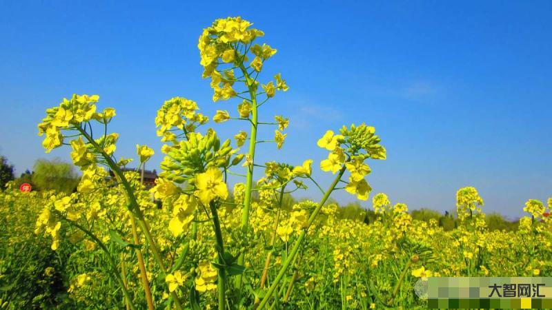 目前哪些油菜品种好-油菜品种发展现状及良种高效种植技术 目前哪些油菜品种好-油菜品种发展现状及良种高效种植技术