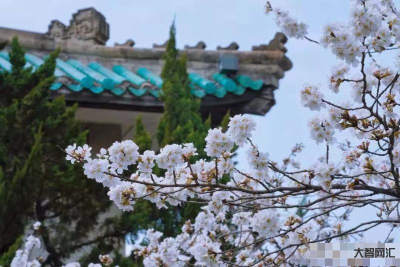 武汉大学信息门户-社会公众、医护、校友如何进武汉大学赏樱?有哪些注意事-大智网汇