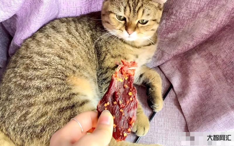 猫咪吃独食声音很大-养猫的7大“危害”,看完还敢养的都是真爱 猫咪吃独食声音很大-养猫的7大“危害”,看完还敢养的都是真爱