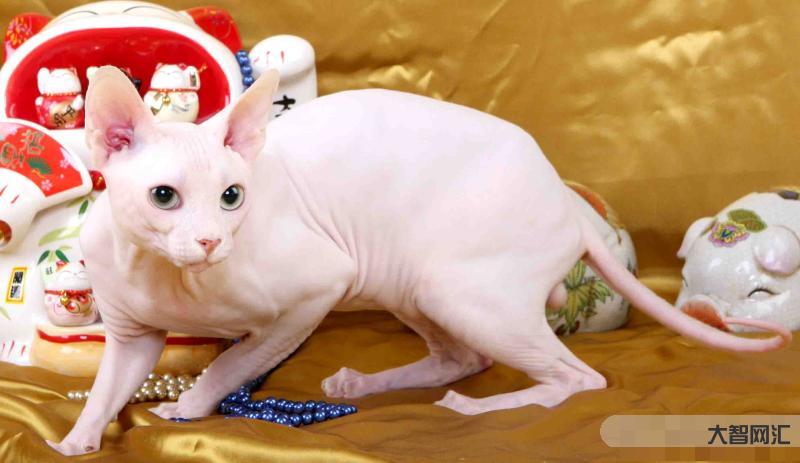 宠物猫的品种及价格-“宠物猫”和“土猫”的几大区别,养过的人才知道 宠物猫的品种及价格-“宠物猫”和“土猫”的几大区别,养过的人才知道