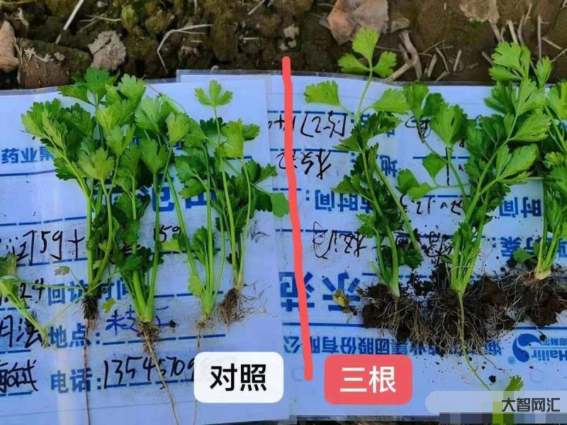 蔬菜根怎么长的快-5种“青菜根”,扔了太浪费,插进花盆浇浇水,能吃大半-大智网汇