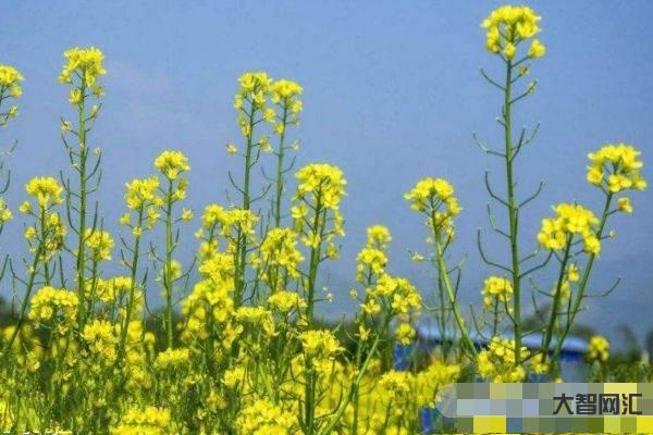 目前哪些油菜品种好-油菜品种发展现状及良种高效种植技术 目前哪些油菜品种好-油菜品种发展现状及良种高效种植技术