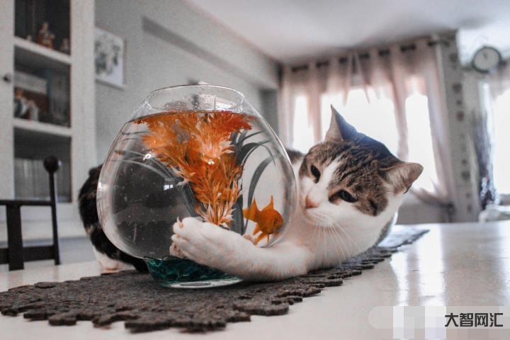 猫生活在陆地又很怕水,但是却喜欢吃鱼,这是为什么?-辟谣:猫咪怕水不爱 猫生活在陆地又很怕水,但是却喜欢吃鱼,这是为什么?-辟谣:猫咪怕水不爱