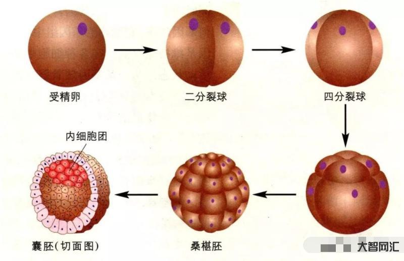 正常胚胎图囊胚-「生殖吧」囊胚培养之“自然选择”