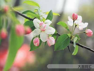 绿肥红瘦是什么季节-《知否》中有7对真爱夫妻,其中有一对是顾二叔和盛明-大智网汇