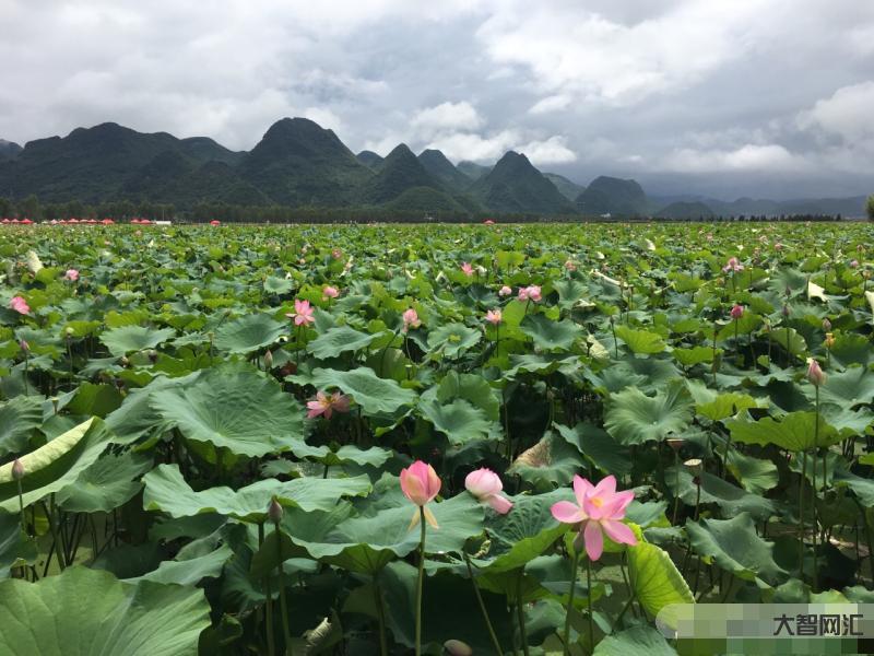 云南普者黑旅游攻略-普者黑风景区最全游玩指南-大智网汇