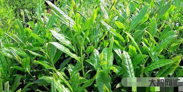 苦丁茶有什么作用和功效-苦丁茶的作用 降三高去口臭效果好-大智网汇