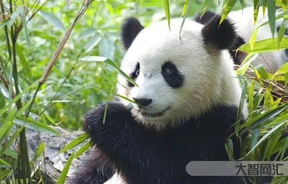 大熊猫是猫吗-从深山走向世界 大熊猫一百五十年简史-大智网汇
