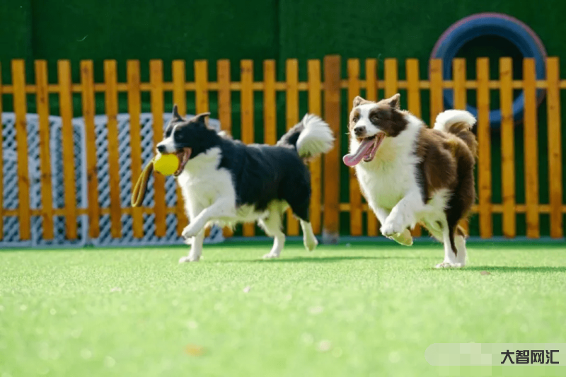 宠物训练多少钱-退伍军人当驯犬师,每只狗1月收3000元,找到人生方向-大智网汇