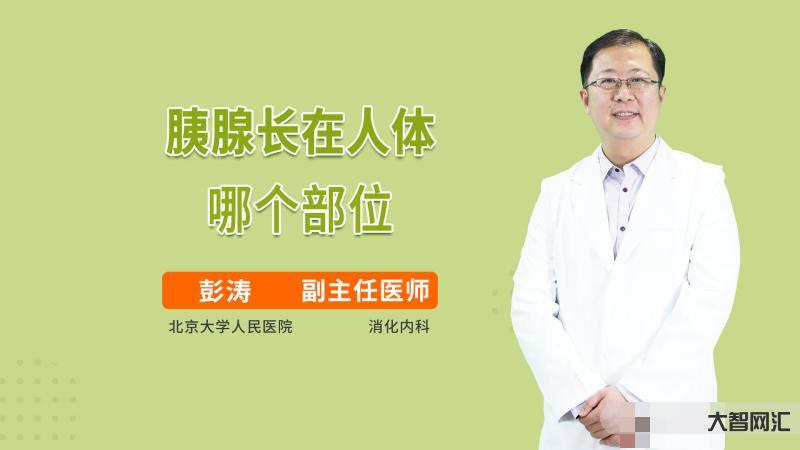 胰腺在人体的哪个部位图解-人体的奥秘:了不起的胰腺,终于知道糖尿病和营-大智网汇