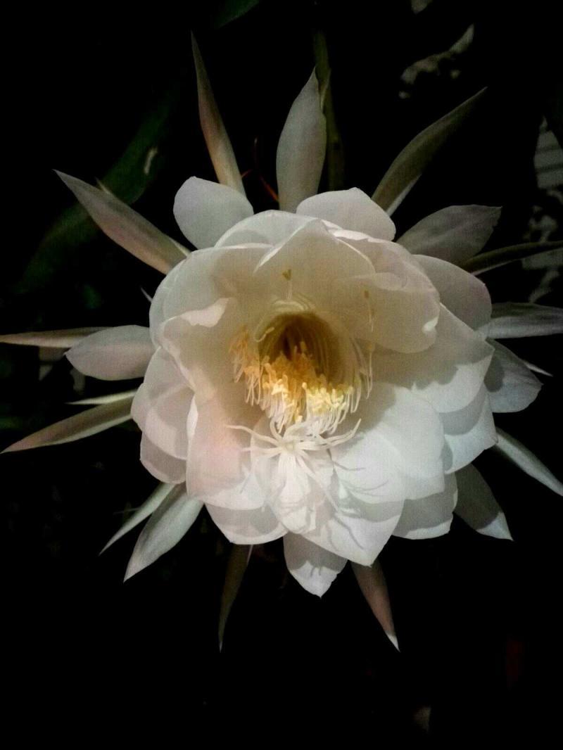 昙花一现只为韦陀-「诗词鉴赏」昙花一现为韦陀,古诗词里的昙花,一现刹那-大智网汇