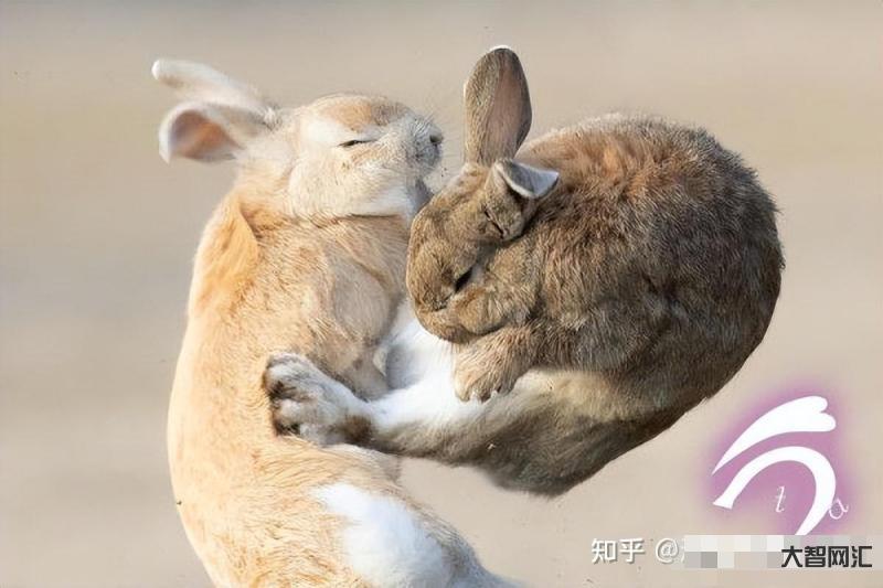 什么姿势可以吃到自己小兔子呢-吸崽儿们的正确姿势 崽们怎么这么可爱-大智网汇