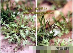 芨芨菜如何做好吃包饺子,芨芨菜如何做好吃的方法 芨芨菜如何做好吃包饺子,芨芨菜如何做好吃的方法