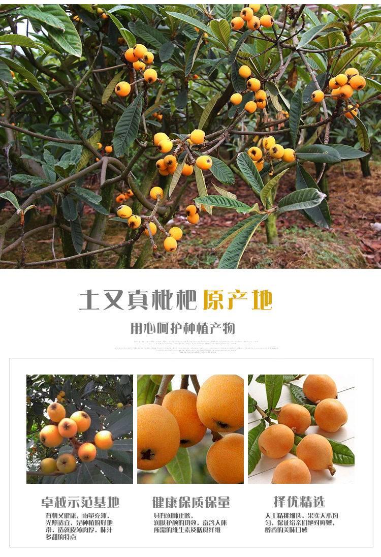 琵琶水果功效与作用是什么-枇杷的营养价值和主要用途-大智网汇
