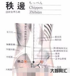 秩边的准确位置图作用功效-大智网汇