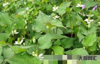 鱼腥草长什么样(鱼腥草长什么样子)-大智网汇