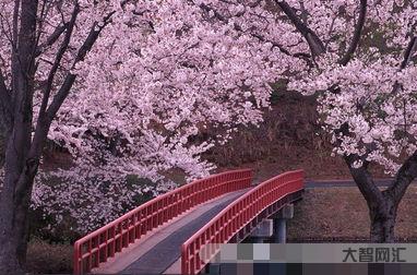 樱花拼音和意思,樱桃拼音如何拼写-大智网汇