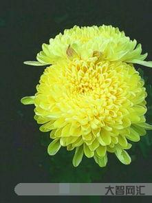 什么的菊花(什么的菊花填空) 什么的菊花(什么的菊花填空)