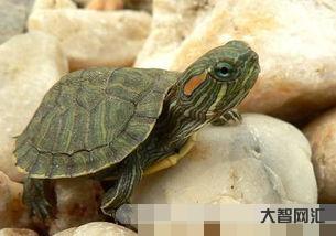 乌龟怕冷吗(乌龟怕冷吗怕冷水吗)-大智网汇