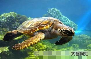 女人梦见乌龟在水里游,周公解梦梦见乌龟在水里游-大智网汇