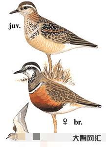 birds如何读(birds如何读英语) birds如何读(birds如何读英语)