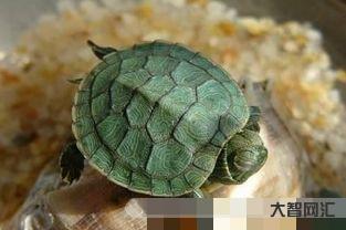 乌龟怕冷吗(乌龟怕冷吗怕冷水吗) 乌龟怕冷吗(乌龟怕冷吗怕冷水吗)