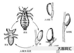 阴虱是什么原因得的-为什么现在还有人长阴虱?医个传生:两播途径,每个人-大智网汇