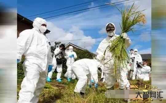 福岛核事故真相揭秘-福岛核事故影响分析 福岛核事故真相揭秘-福岛核事故影响分析
