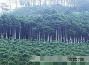 公顷和亩的换算-大智网汇