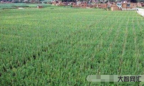 公顷和亩的换算 公顷和亩的换算