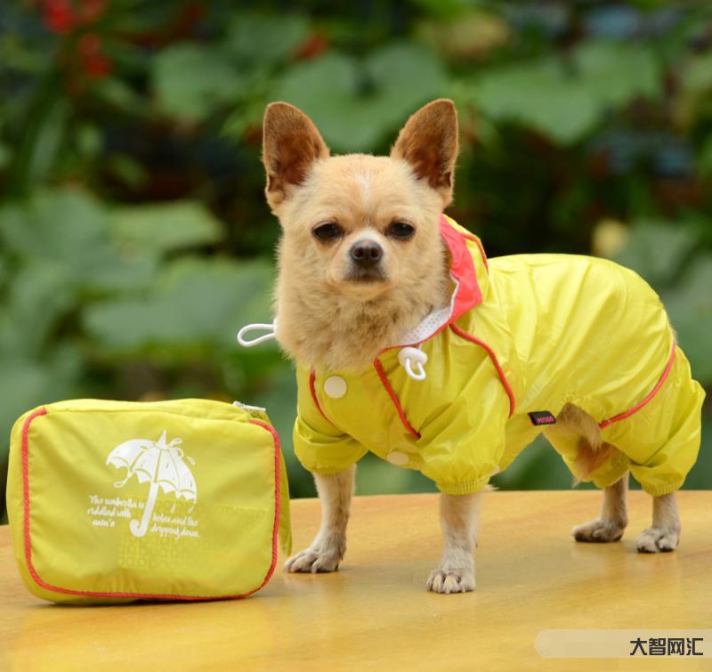 ZoomDog2021:探索狗狗币的崛起-ZoomDog2021会议:-大智网汇
