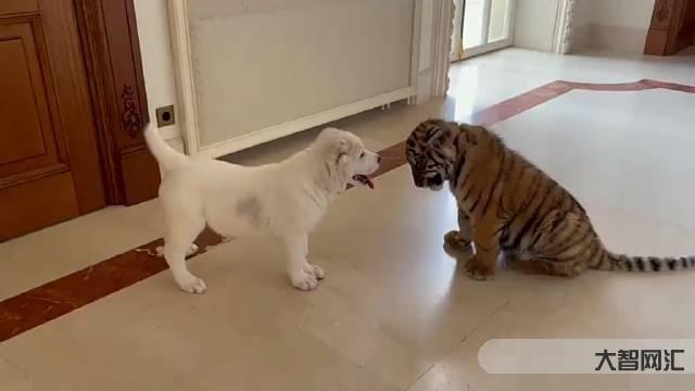 《女生养大型烈犬的心理解析与安全指南》-《养大型烈犬的挑战与应对方法》-大智网汇