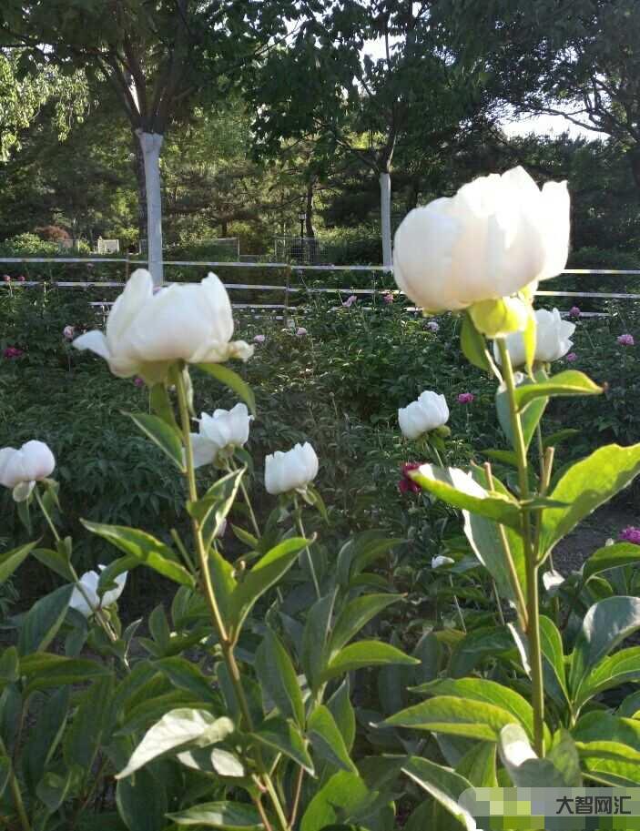 今天,十分想念您……-怀念已故亲人 今天,十分想念您……-怀念已故亲人