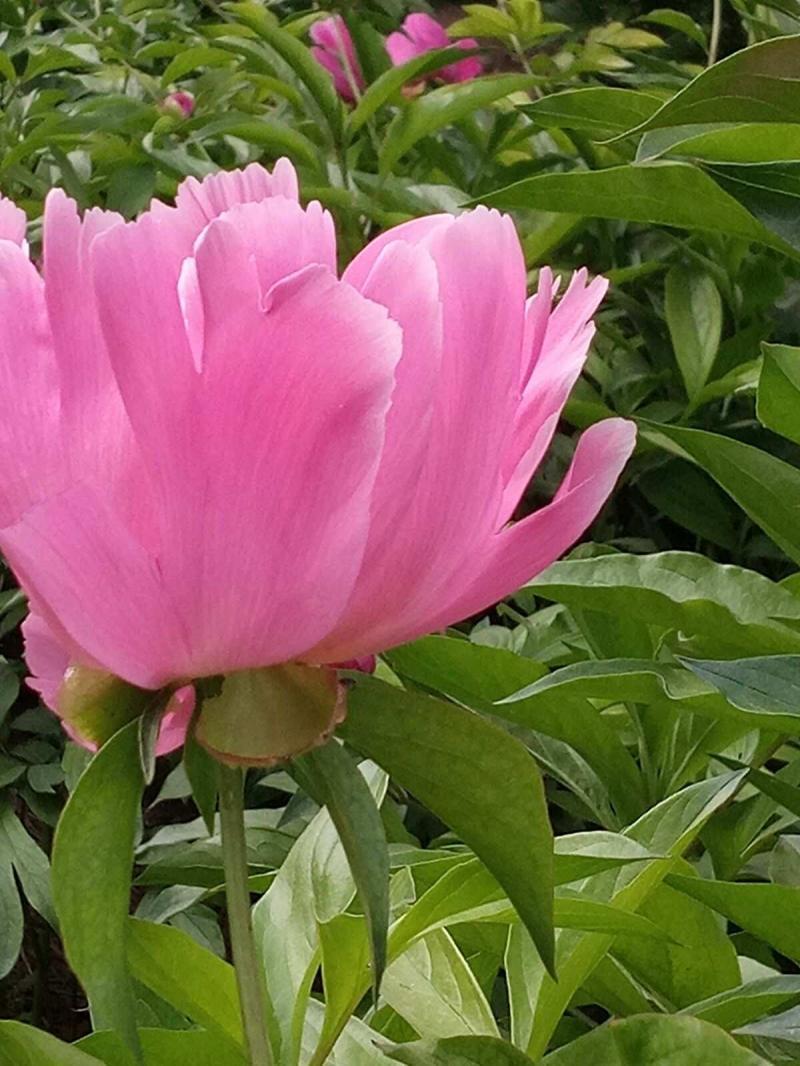 今天,十分想念您……-怀念已故亲人 今天,十分想念您……-怀念已故亲人