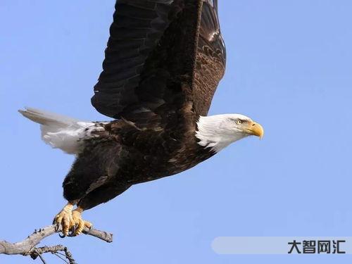 老鹰图片大全大图(老鹰图片大全大图 霸气) 老鹰图片大全大图(老鹰图片大全大图 霸气)