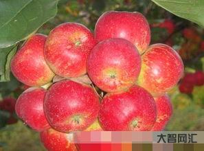 龙丰果功效和作用,龙丰果图片-大智网汇