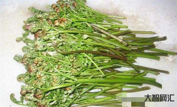 蕨菜的功效作用及危害-蕨菜能不能吃?到底能不能致癌?看看医生怎么说-大智网汇