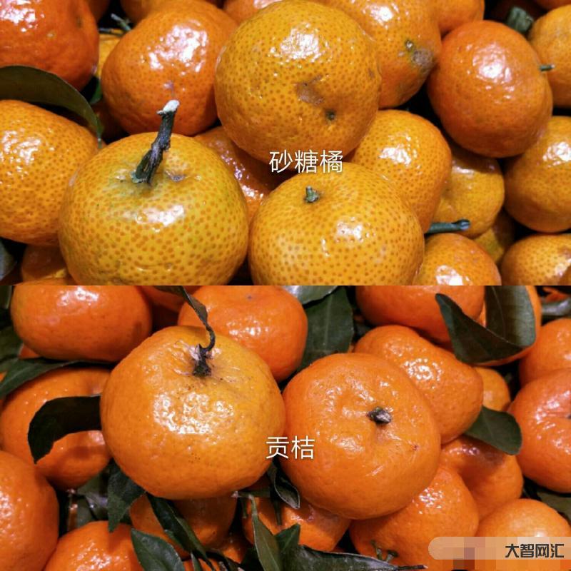 小砂糖橘的专属车票-广小砂糖橘研学圆满结束,坐上专属的民俗车厢玩嗨了#砂糖橘 小砂糖橘的专属车票-广小砂糖橘研学圆满结束,坐上专属的民俗车厢玩嗨了#砂糖橘