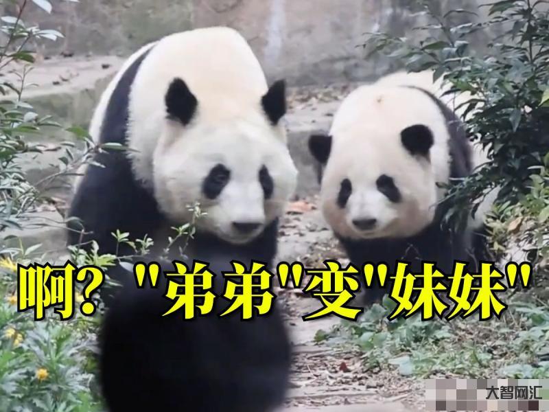 粉丝夹子音喊和叶妹妹-开年第一瓜和叶是女熊!谭爷爷出面亲口证实,不愧是美兰大姐的崽-大智网汇