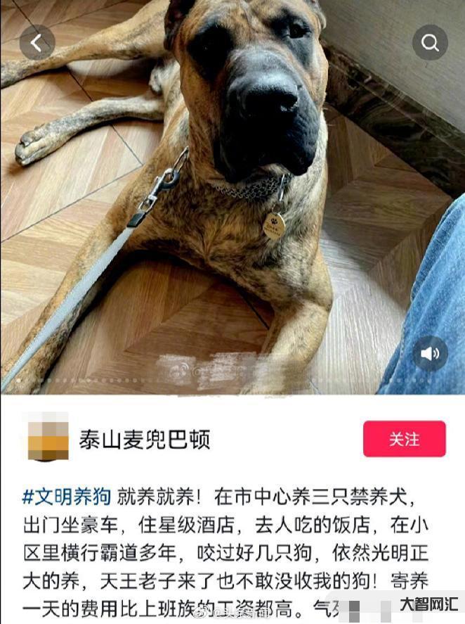 养多只狗拒整改被罚-石家庄整治不文明养犬行为:遛狗不拴绳不改正的将罚50元 养多只狗拒整改被罚-石家庄整治不文明养犬行为:遛狗不拴绳不改正的将罚50元