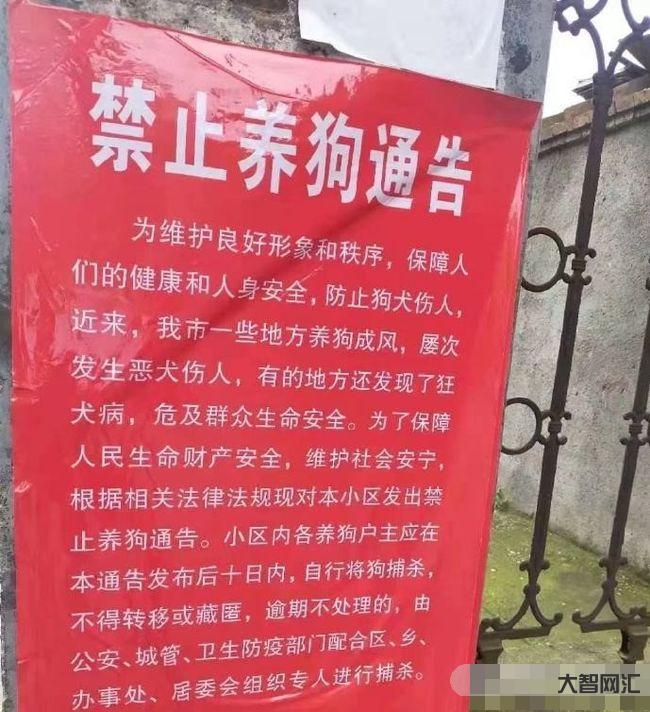 养多只狗拒整改被罚-石家庄整治不文明养犬行为:遛狗不拴绳不改正的将罚50元 养多只狗拒整改被罚-石家庄整治不文明养犬行为:遛狗不拴绳不改正的将罚50元