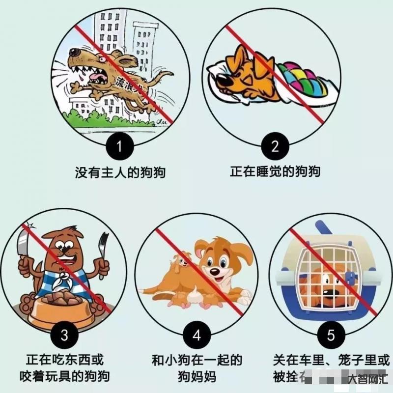 养多只狗拒整改被罚-石家庄整治不文明养犬行为:遛狗不拴绳不改正的将罚50元-大智网汇