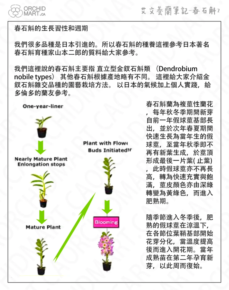 石斛的作用与功效详解-石斛的养生价值与健康益处-大智网汇