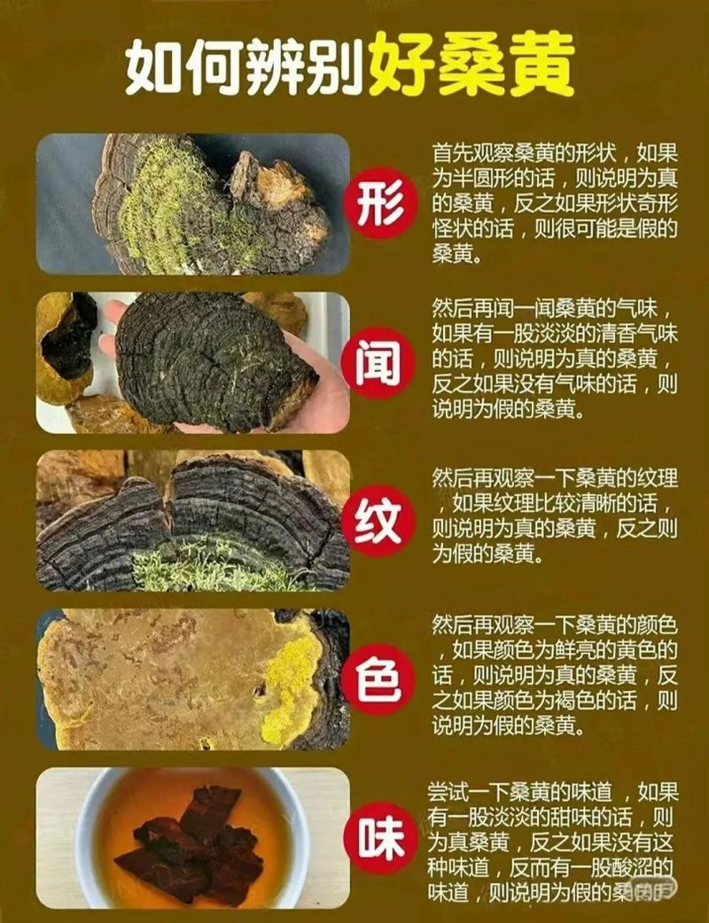 桑黄的功效与作用详解-桑黄的药用价值及健康益处 桑黄的功效与作用详解-桑黄的药用价值及健康益处