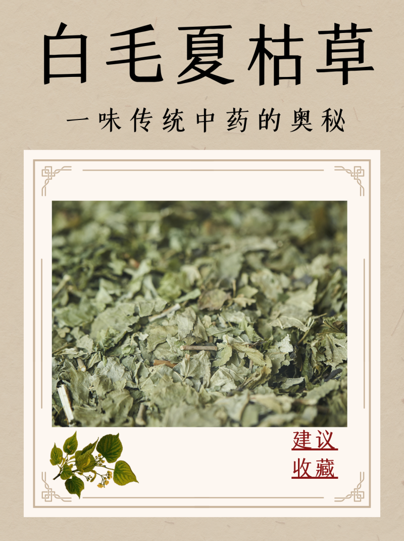 夏枯草的功效与作用详解-夏枯草的药用价值及健康功效-大智网汇